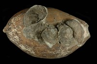 藏品(椰子渦螺)的圖片